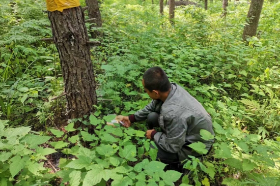 1752563188187237.jpg 大川林場(chǎng)開(kāi)展森林病蟲(chóng)害防治工作(1).jpg